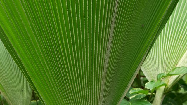 CLOSE UP Large Fijian Fan Palm Leaf Upright, TILT UP