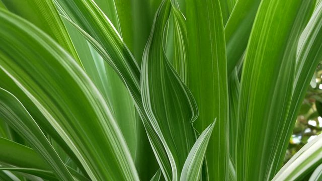 Crinum Lily Plant With Lush Green And White Leaves, TILT DOWN