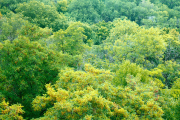 green crowns of green trees top view