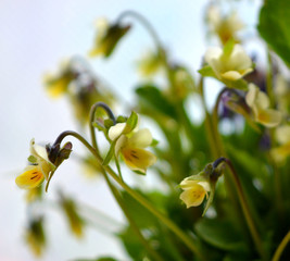 Small yellow flowers. Elegant delicate romantic composition. Spring awakening nature.