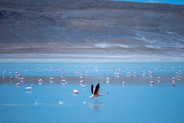Flamingo taking off.