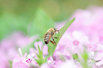 Honey bee collects nectar and pollen from Phlox subulata, creeping phlox, moss phlox, moss pink, or mountain phlox. Honey plant in summer on alpine flowerbed. Selective focus.