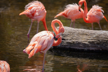 Greater Flamingo (Phoenicopterus roseus) on the wate