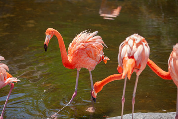 Greater Flamingo (Phoenicopterus roseus) on the wate
