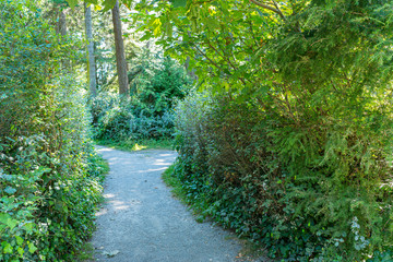 path in the forest
