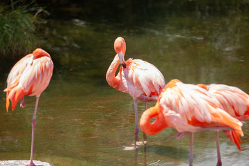 Greater Flamingo (Phoenicopterus roseus) on the wate