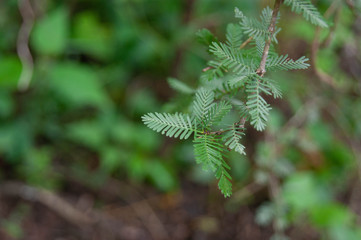 fern in forest