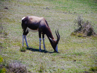 Blesbok grasing in De Hoop Nature Reserve in South Africa
