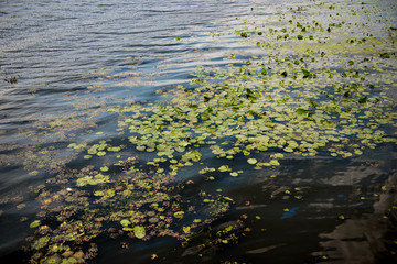 Water lily leaf. Dnipro, Ukraine