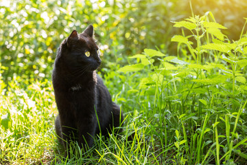 Black cat with yellow eyes and attentive look sits outdoor in green grass in sunlight in spring, copy space