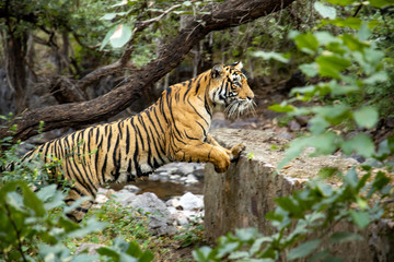 Obraz premium Noori of Ranthambore