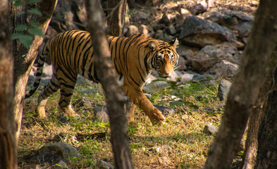 Noori of Ranthambore
