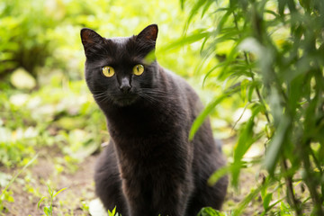 Beautiful bombay black cat portrait with yellow eyes and attentive look in green grass in nature in spring