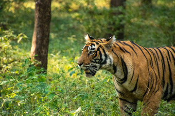 Noori of Ranthambore