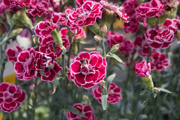 chinese carnation flower in the garden