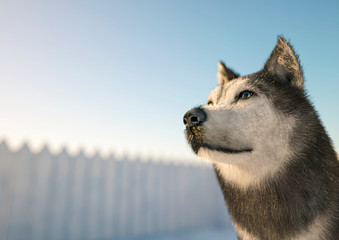 husky on snow © DM7