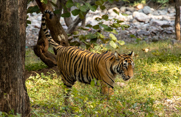 Noori of Ranthambore