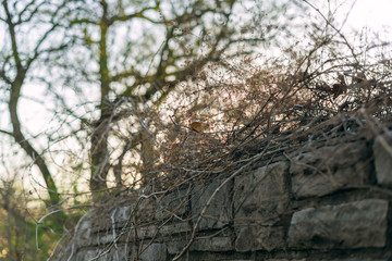 Bare trees, vines, and stone wall in the winter at sunset