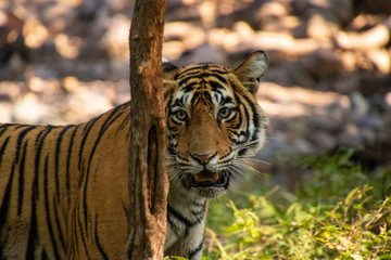 Noori of Ranthambore