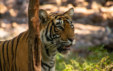 Obraz premium Noori of Ranthambore