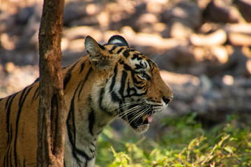 Noori of Ranthambore