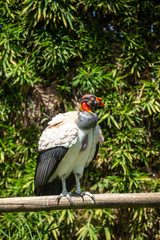 King vulture outdoors in the park