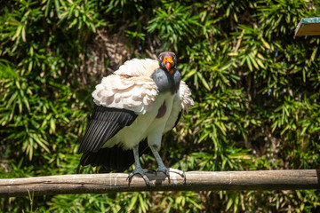 King vulture outdoors in the park