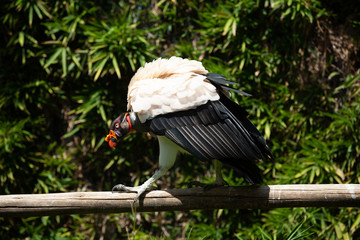 King vulture outdoors in the park