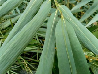 close up green bamboo leaves in the nature