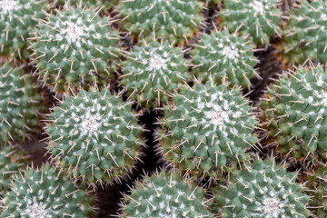 Obraz premium Twin spined cactuses (Mammillaria geminispina) in the Botanical Garden (Fuveszkert) of Budapest
