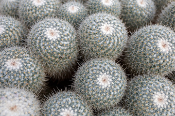 Twin spined cactuses (Mammillaria geminispina) in the Botanical Garden (Fuveszkert) of Budapest