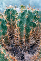 Close up shot of a cactus in the Botanical Garden (Fuveszkert) of Budapest