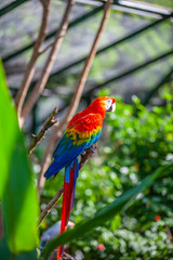 colorful parrot in park