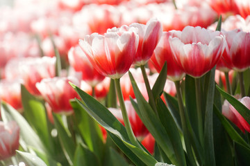 Tulip flowers in the garden.