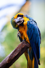 colorful parrot in park © Andriy Petrenko
