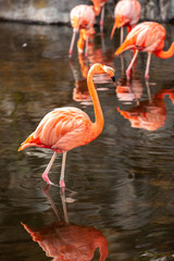 Greater Flamingo (Phoenicopterus roseus) on the wate