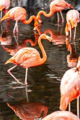 Fototapeta na wymiar Greater Flamingo (Phoenicopterus roseus) on the wate