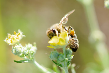bee collects nectar from Potentilla erecta, Tormentilla, Potentilla laeta, tormentil, septfoil or erect cinquefoil . Honey Plant. Natural background. Summer concept.
