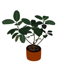 Illustration image of a Ficus Elastica ornamental plant.
