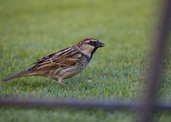 a passer domesticus on artificial grass