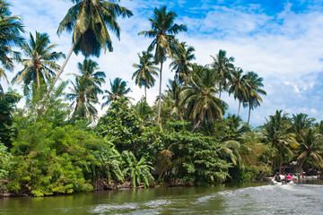  Madu River Safari, beautiful tropical riverbank. Beautiful palm trees against the sky with colorful clouds. boats with tourists on safari