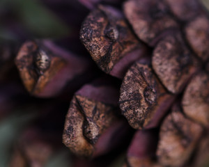 Pine cone on a winter's pine tree.