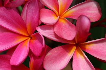 Pink and yellow plumeria
