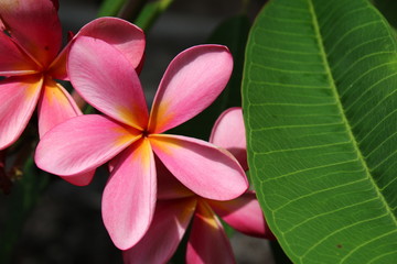 Pink plumeria and green foliage 