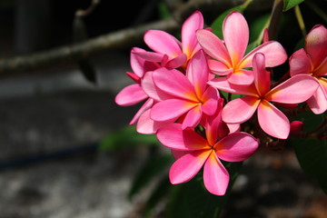 Pink and yellow plumeria right side grey background