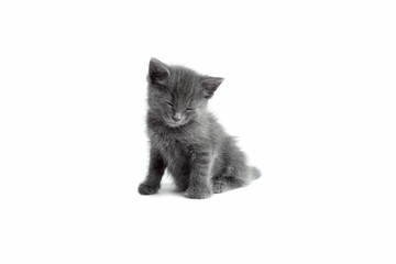sleeping little gray kitten