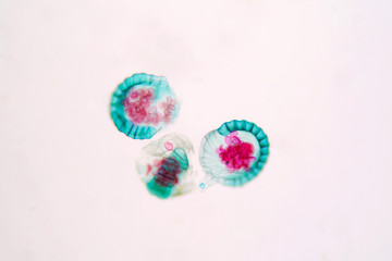 Botanical study of fern spore under microscopic view.