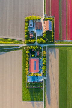 Aerial view of tulip planted fields in the Dronten area. Spring in the Netherlands