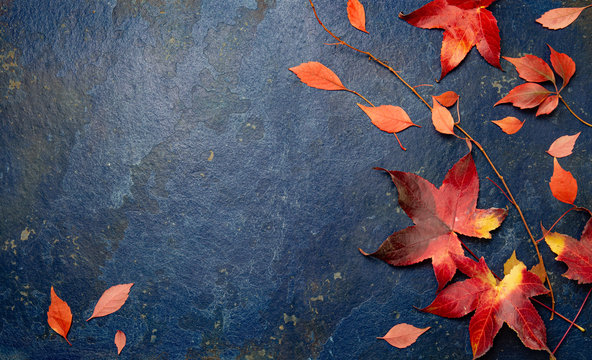 Fall red leaves on blue background. Top view
