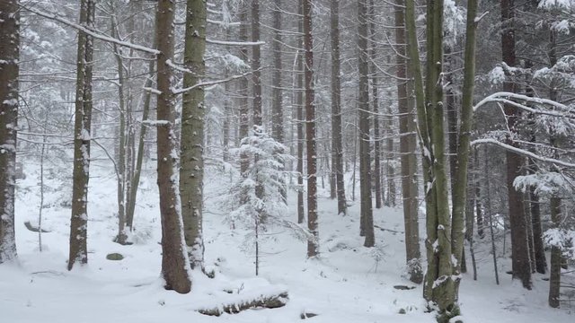 Snowy winter trees. Snowy forest on winter time, tree branches covered with snow. Winter background